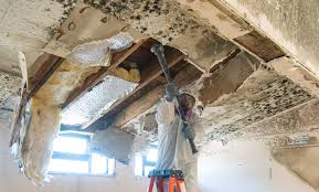 Professional Mold Removal in Franklin Grove, IL